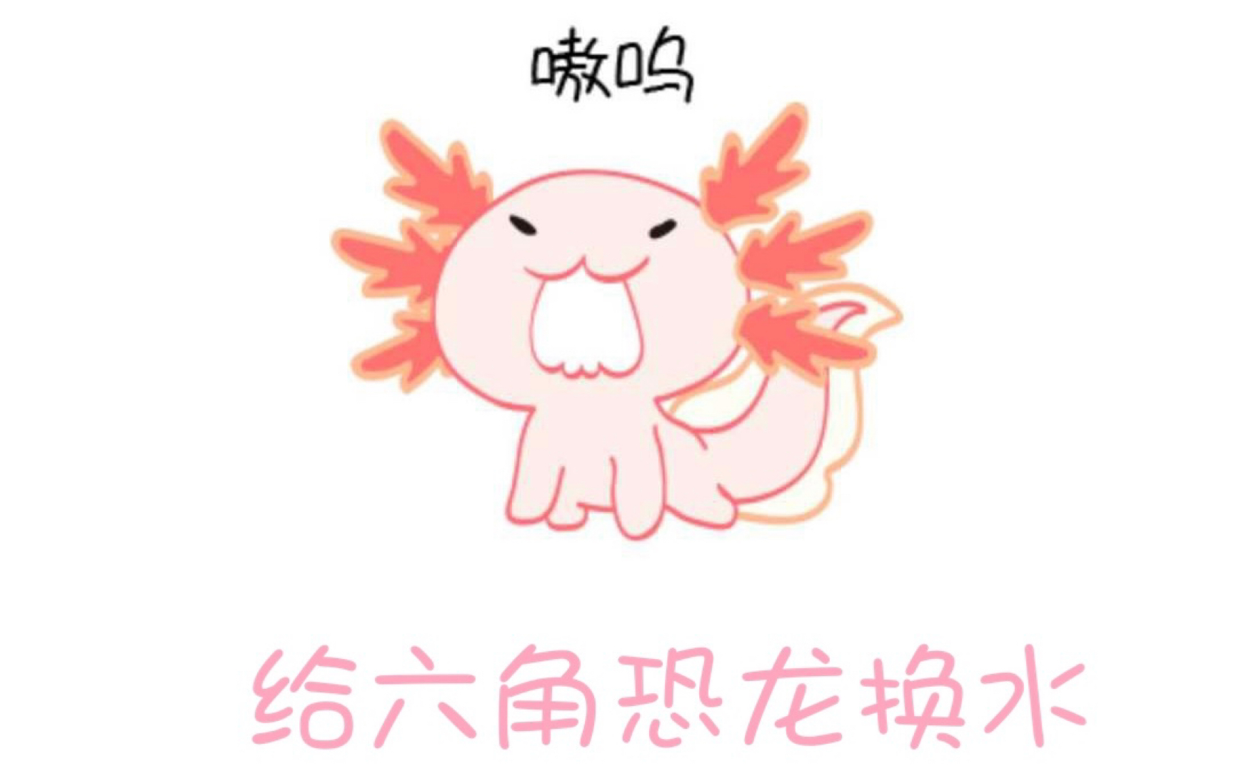 六角恐龙给六六换水过程真是嫌弃又治愈