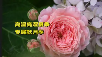 Download Video: 这么耐热耐湿 你改叫荷花得了！