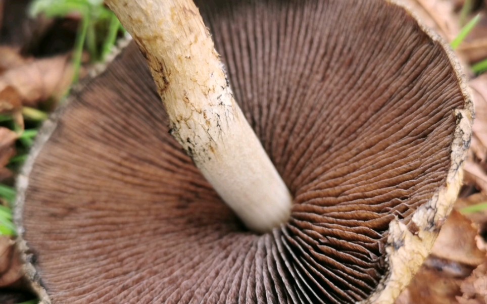 英国秋季蘑菇记录 科普up念毡毛小脆柄菇,我查的叫流泪的黑寡妇,你