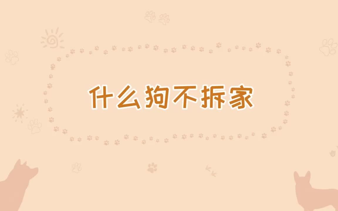 什么狗不拆家哔哩哔哩bilibili