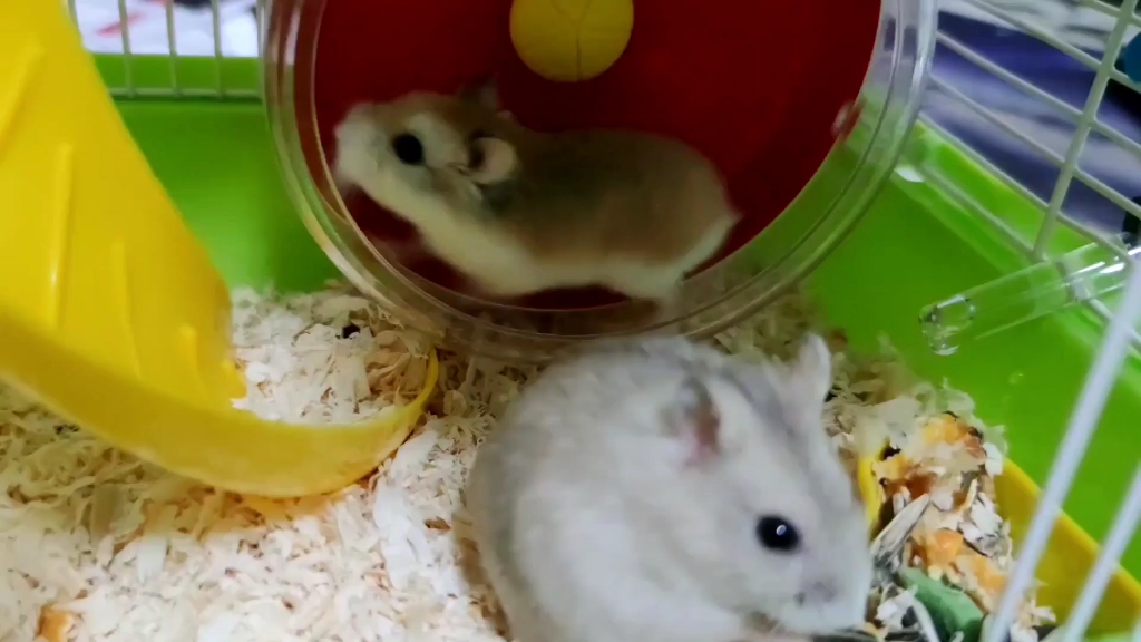 【仓鼠子运动篇】不能在体重上超过你,就在体力上胜过你!