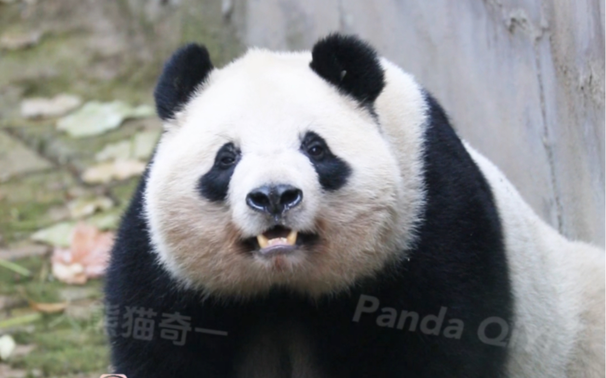 微笑天使大熊猫奇一