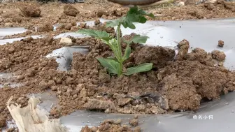 Скачать видео: 西瓜是这样种的，简单易学 一学就会