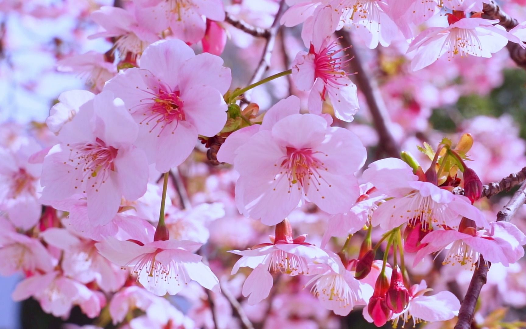 春日暖阳下的大渔樱