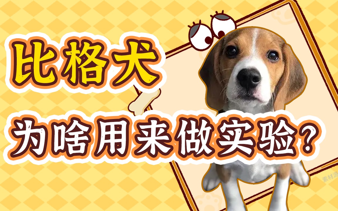 魔鬼中的天使,实验犬比格为人类挡下了多少危险?哔哩哔哩bilibili