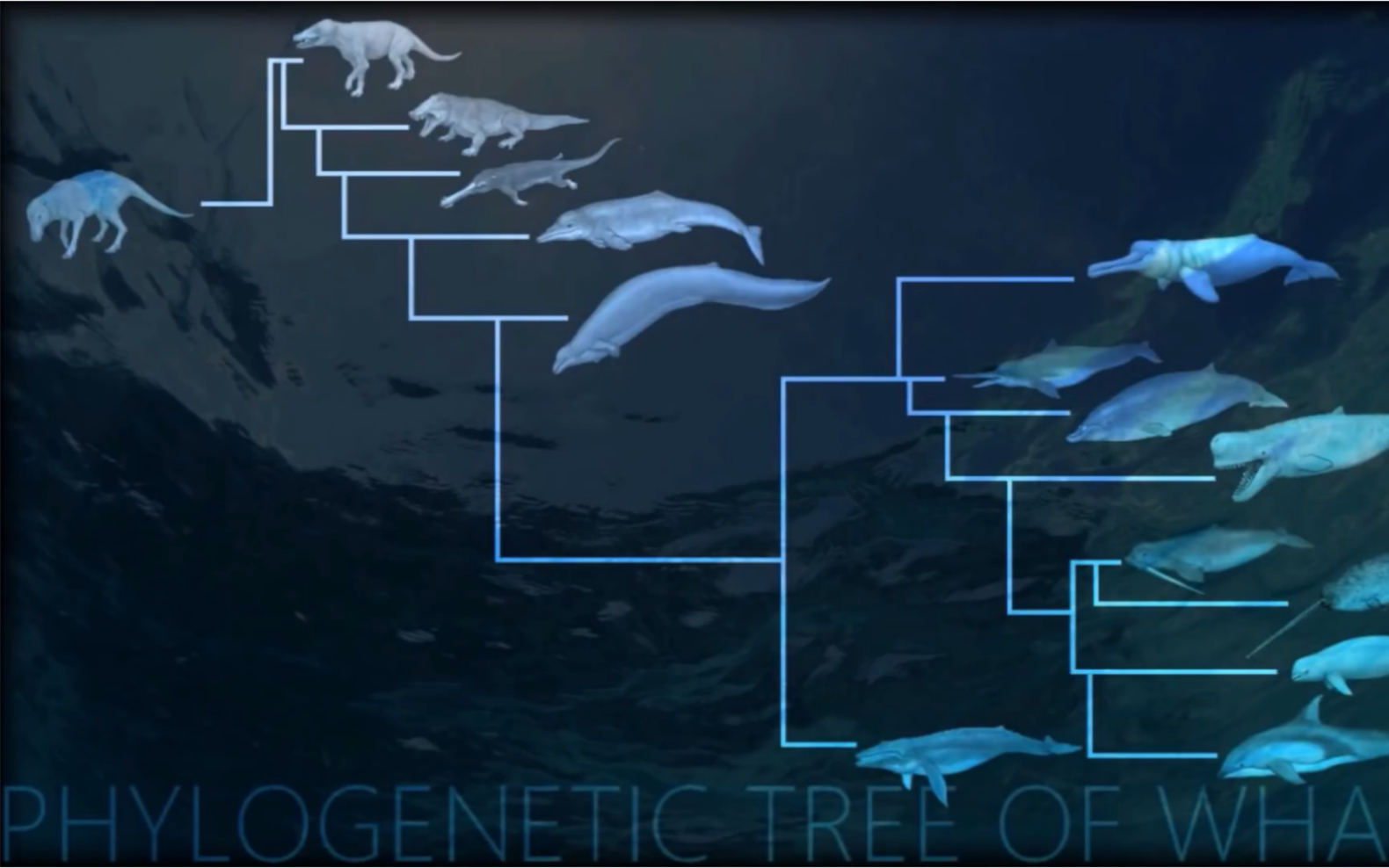 [图]【生肉】鲸目动物的分类与演化