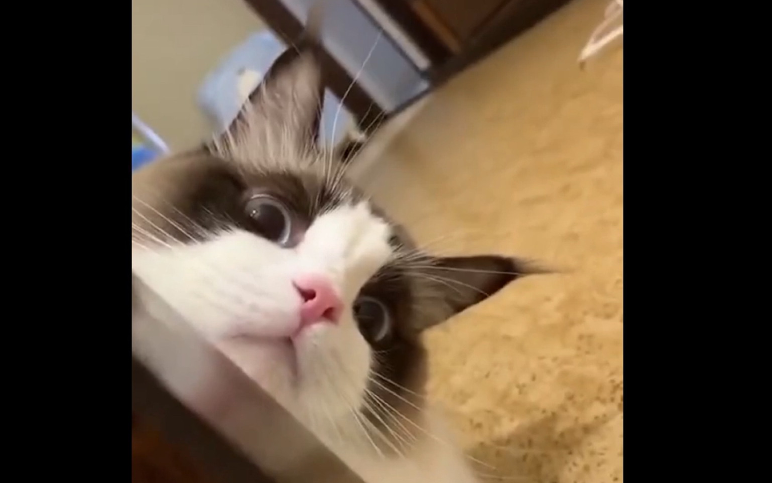 高萌预警tiktok国际版抖音可爱猫猫融化你的心