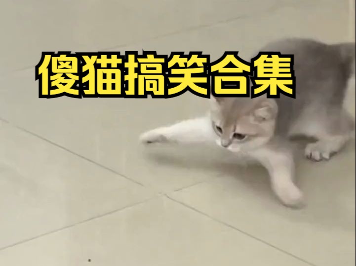 傻猫搞笑合集,谁能拒绝傻憨憨的小猫咪!哔哩哔哩bilibili