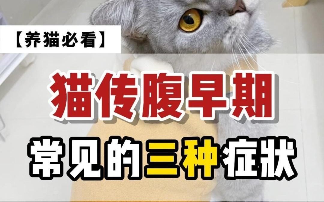 猫传腹早期表现有哪些?希望所有猫猫都不会遇上!哔哩哔哩bilibili