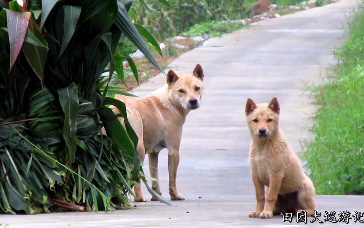 大山里的田园犬,主人在地里干活狗狗在路边等,这份忠诚让人感动