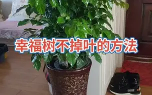 幸福树不掉叶的方法呀