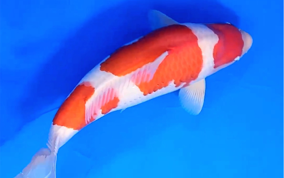 松江彩芽三段红白锦鲤雌三岁六十五长观赏鱼.