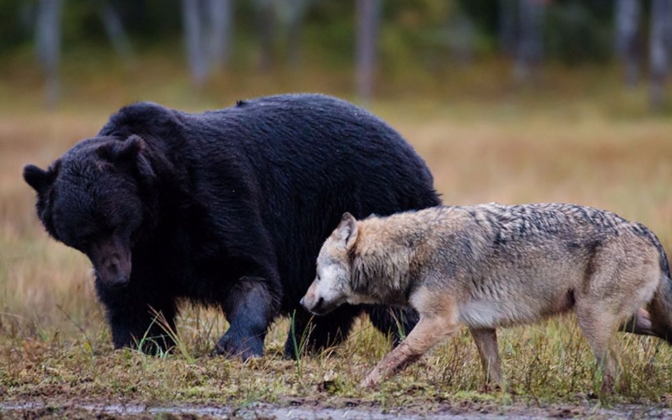 东北虎生境内的对手 通体漆黑的乌苏里棕熊