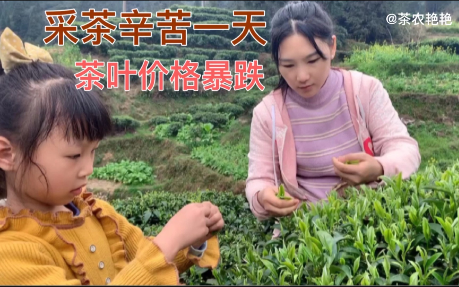 [图]广西三江侗族高山云雾茶，这里茶青10块钱不到，为生活带小朋友来帮采茶叶！