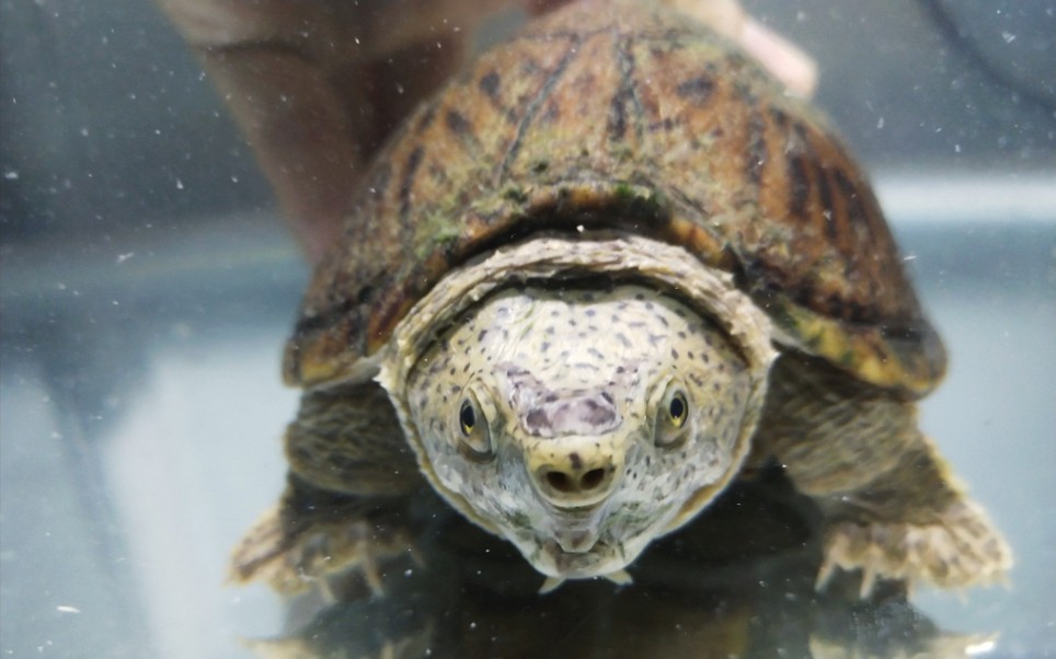 wc大头剃刀龟开箱