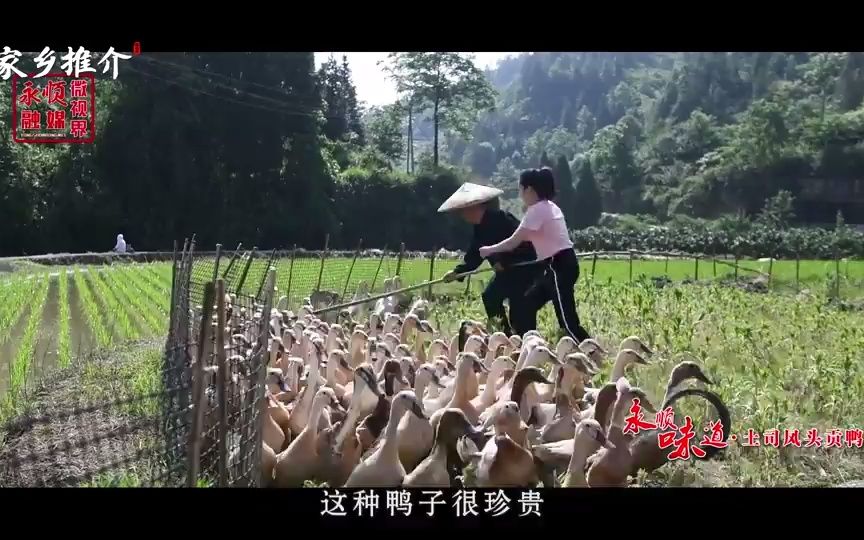 [图]湖南省永顺县：永顺味道•土司凤头贡鸭