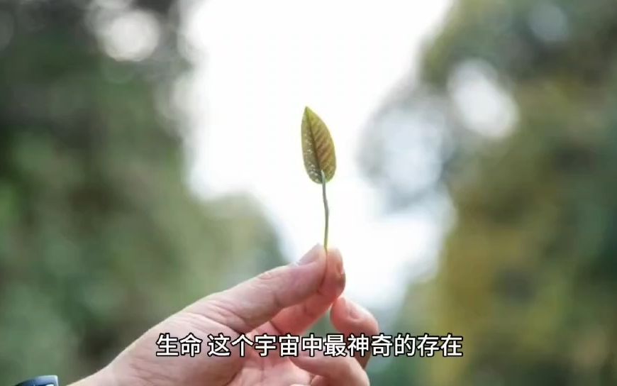 [图]美文 | 生命的礼赞：感悟生命的美好与意义