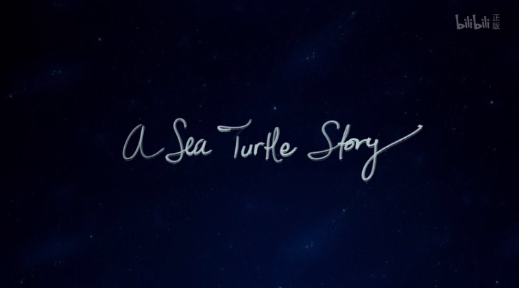 海龟的故事 A Sea Turtle Story哔哩哔哩bilibili