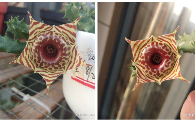 有见过四角星型的萝藦花嘛!听说看到的人会有好运哦!