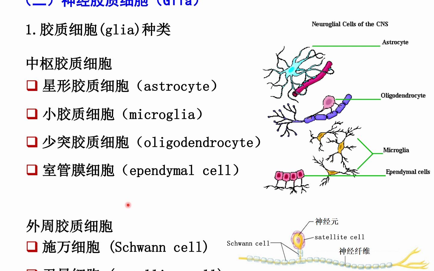 [图]生理学—神经系统——神经元和胶质细胞