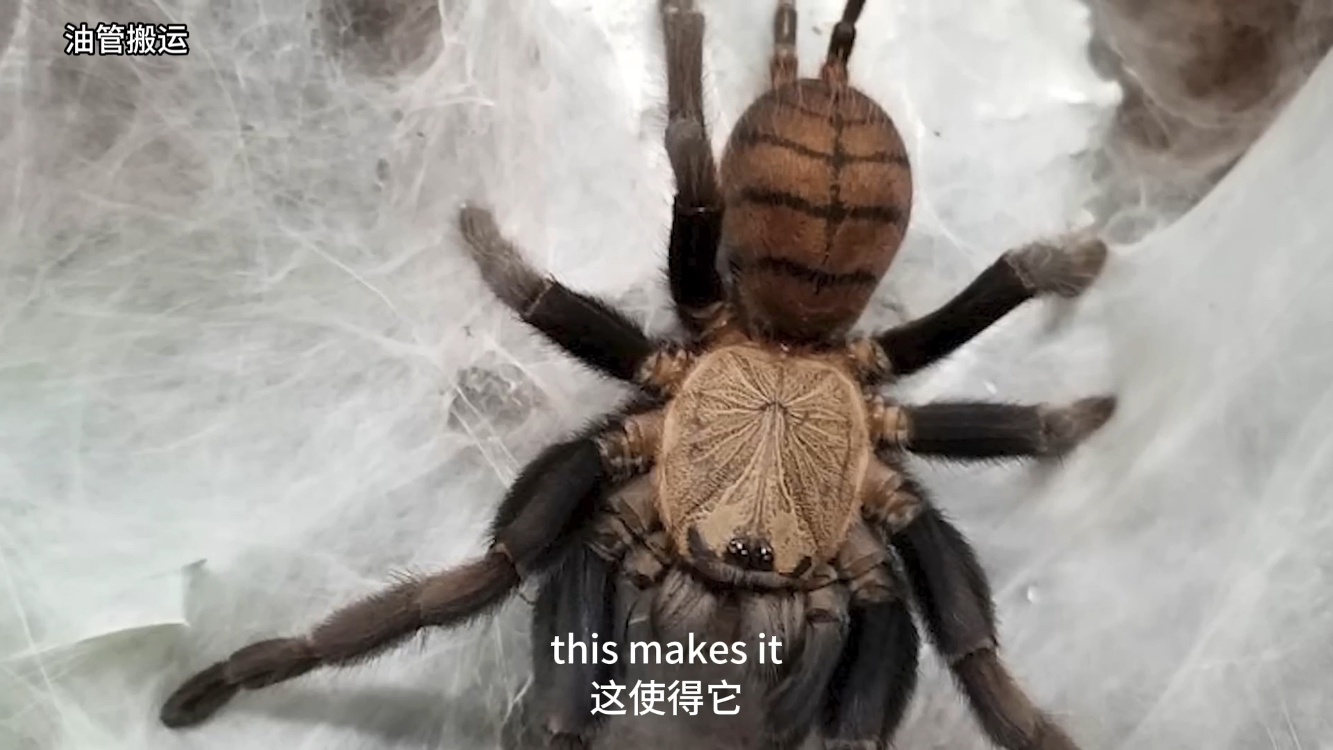 十种剧毒的捕鸟蛛