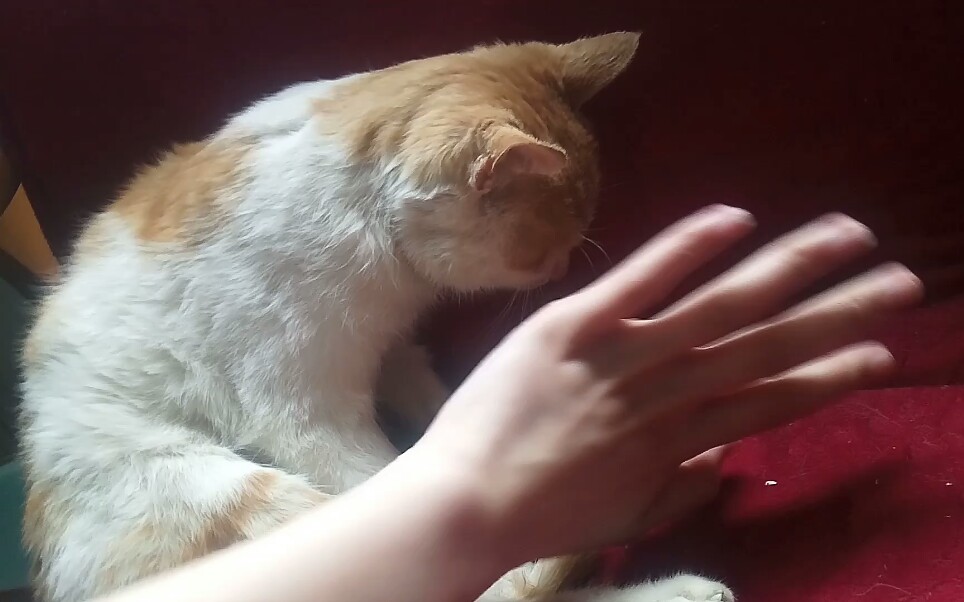 怒搓猫头竟然把猫搓困了?