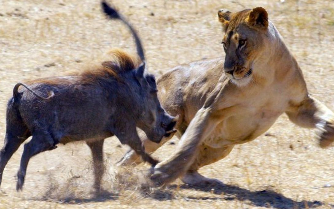 蓬蓬又在作死 这次辛巴不会来救你了_哔哩哔哩_bilibili