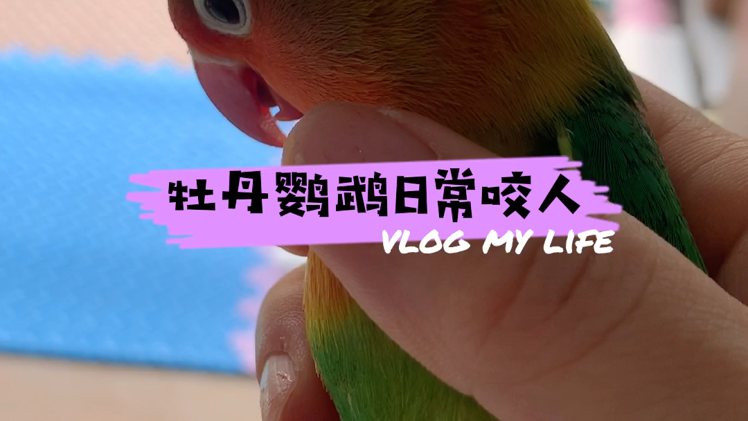 牡丹鹦鹉日常咬人
