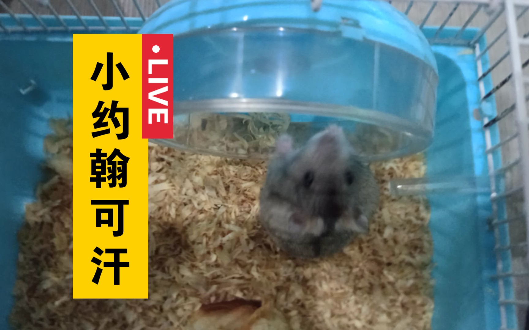 【仓鼠】通辽小约翰可汗