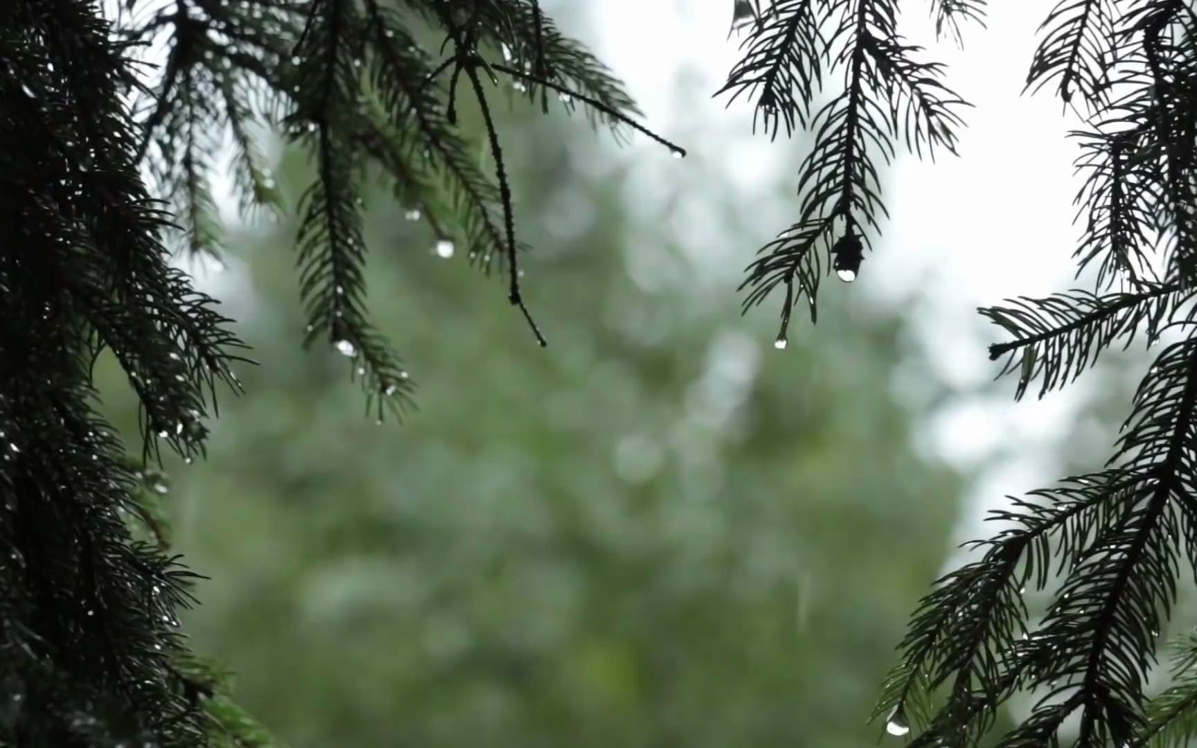 [图]【禅模式】林中听雨