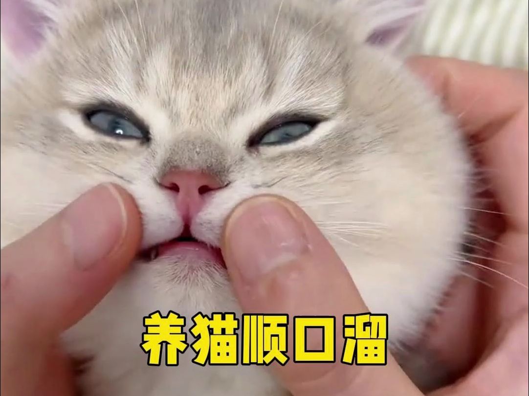 养猫顺口溜哔哩哔哩bilibili