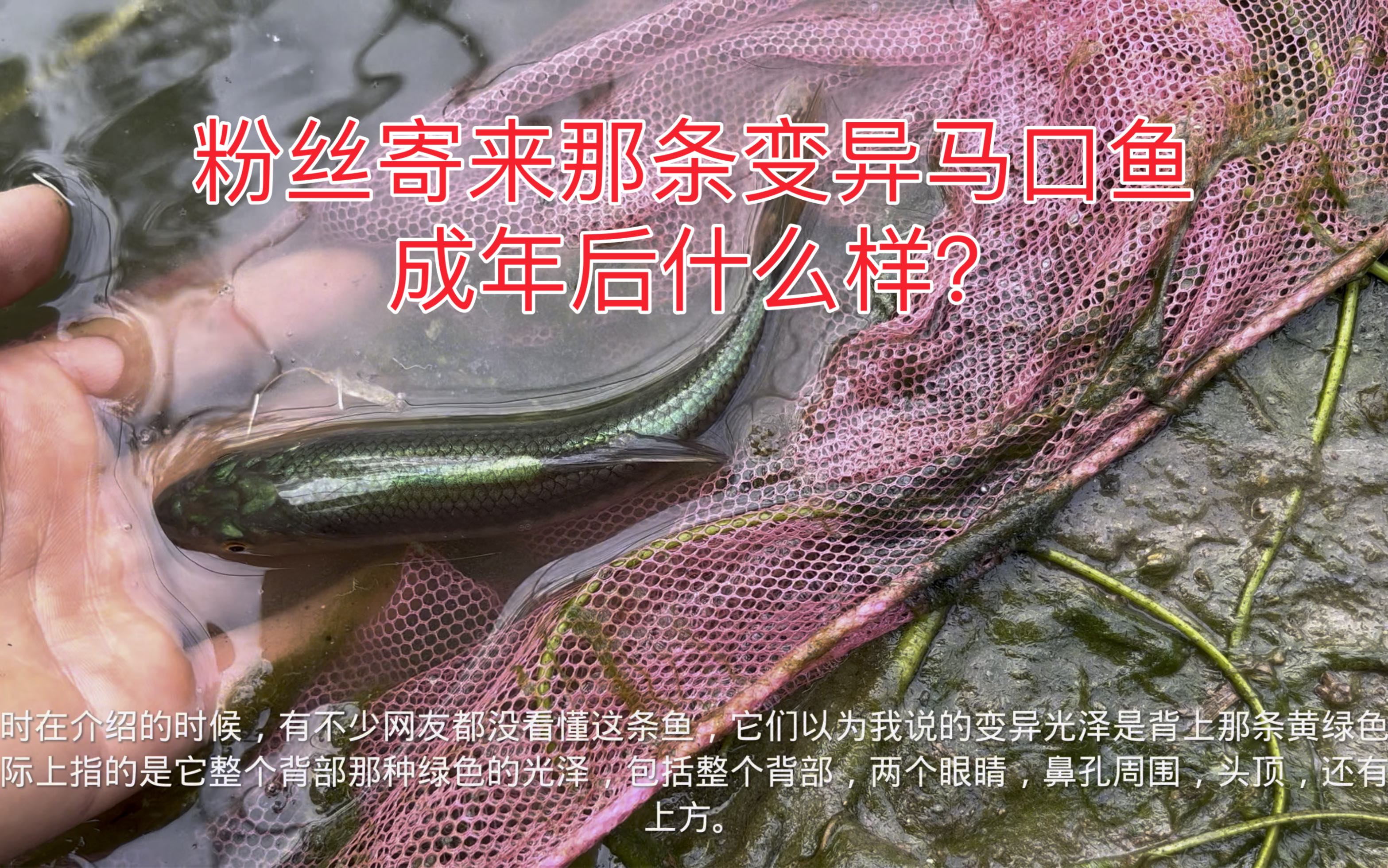 粉丝寄来的那条变异马口鱼 成年后什么样?