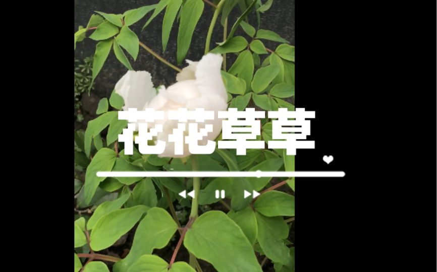 昆山农村小院庭院围墙花草种植哔哩哔哩bilibili