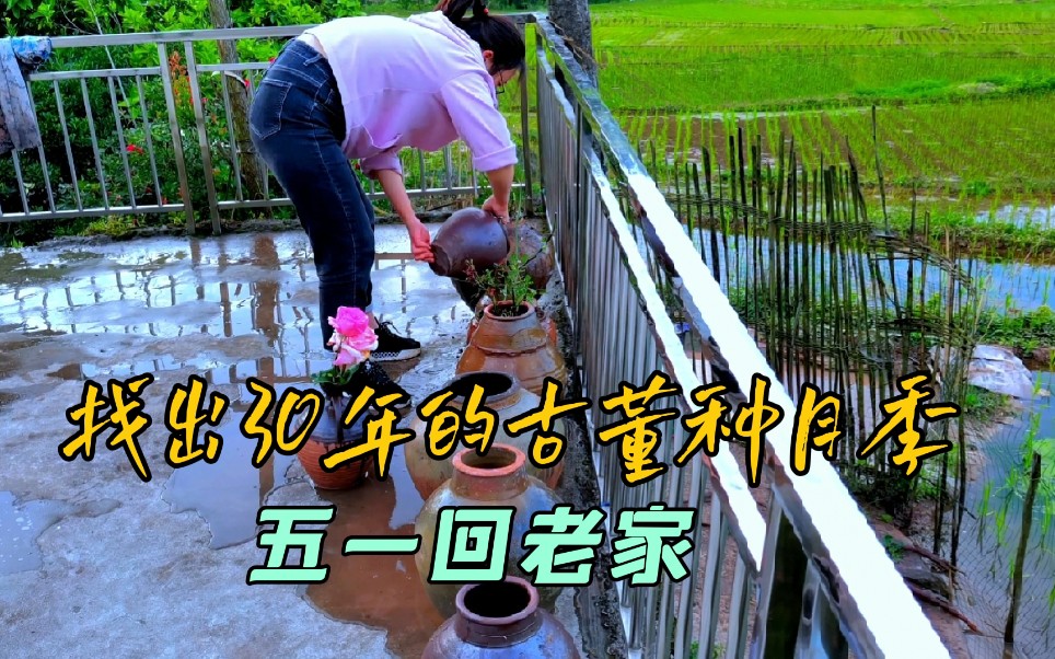 五一回老家看望父母找出30年的老古董种月季效果完美