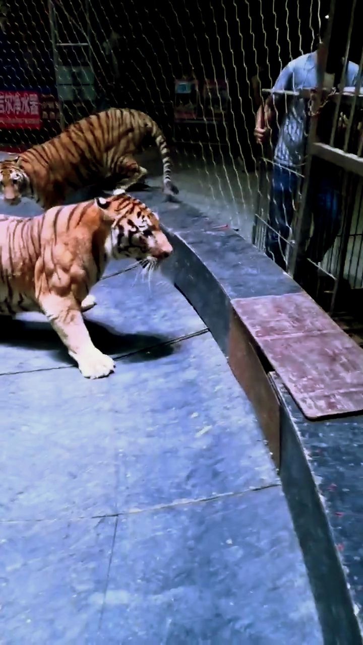 老虎后背肌肉图片