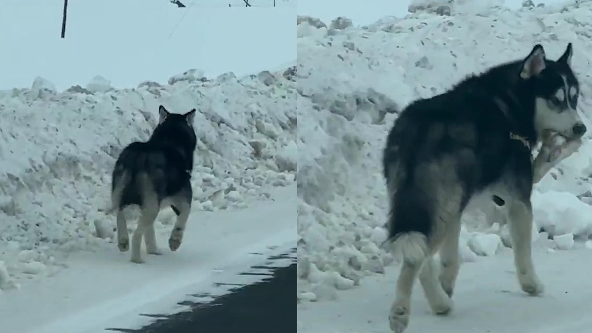 男子开车路上遇到“雪狼背影”,当它回头的那一刻全家都笑疯了哔哩哔哩bilibili