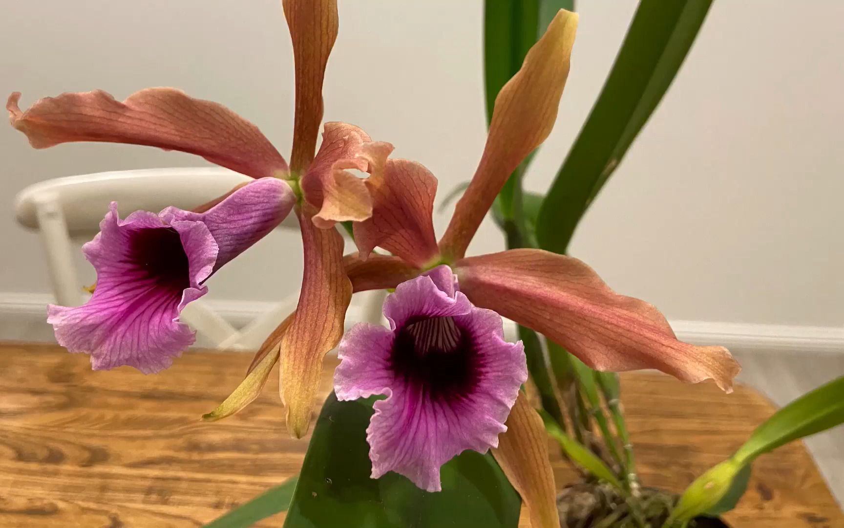 惊艳,暗色卡特兰_嘉德丽亚兰【兰花词典75】cattleya tenebrosa 静姐