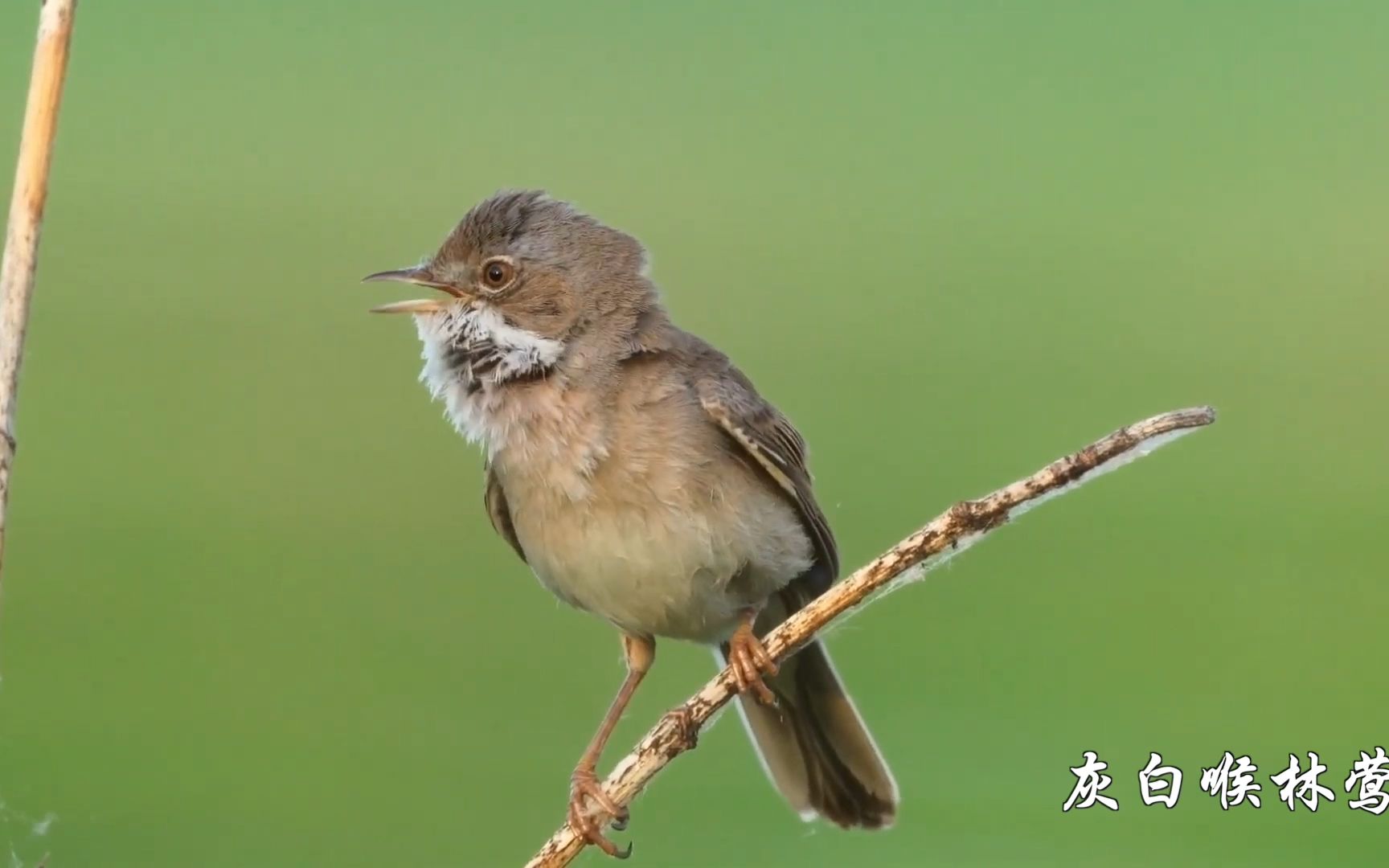 [图]20种鸟叫声，让你放松身心，享受自然之美