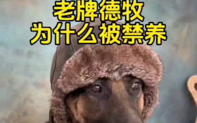 老牌警犬德牧为什么被禁养哔哩哔哩bilibili