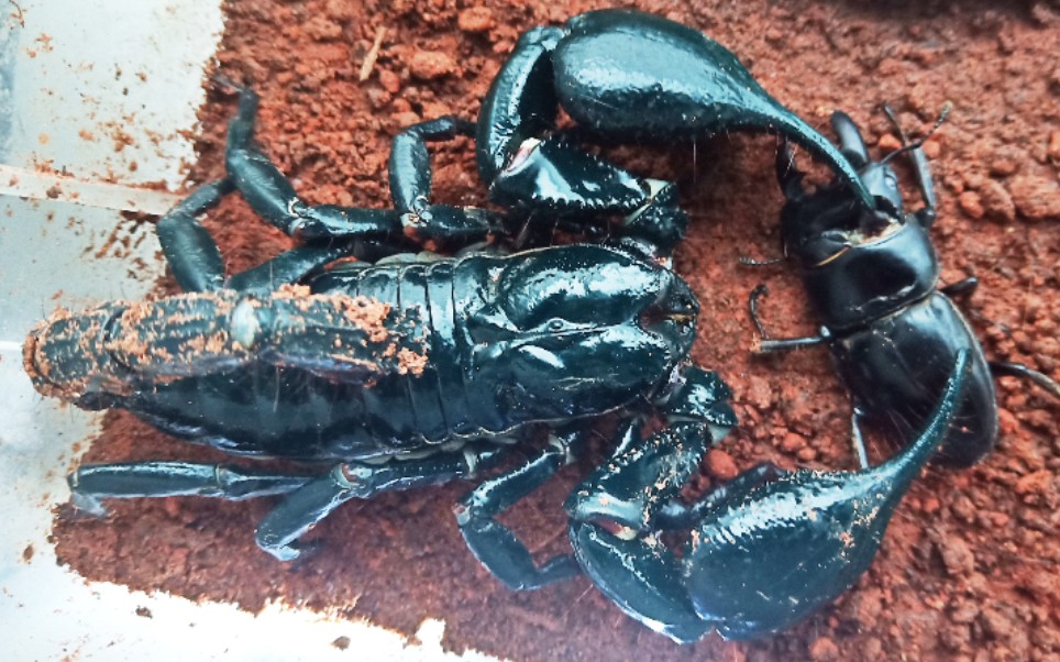 虫皇对决肛吻14巨型携刺异蝎秒杀小中扁