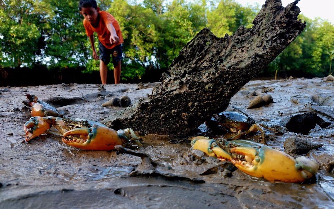 印尼十岁小孩抓青蟹,螃蟹个头跟小孩脑袋一样大,抓三斤多的蟹王