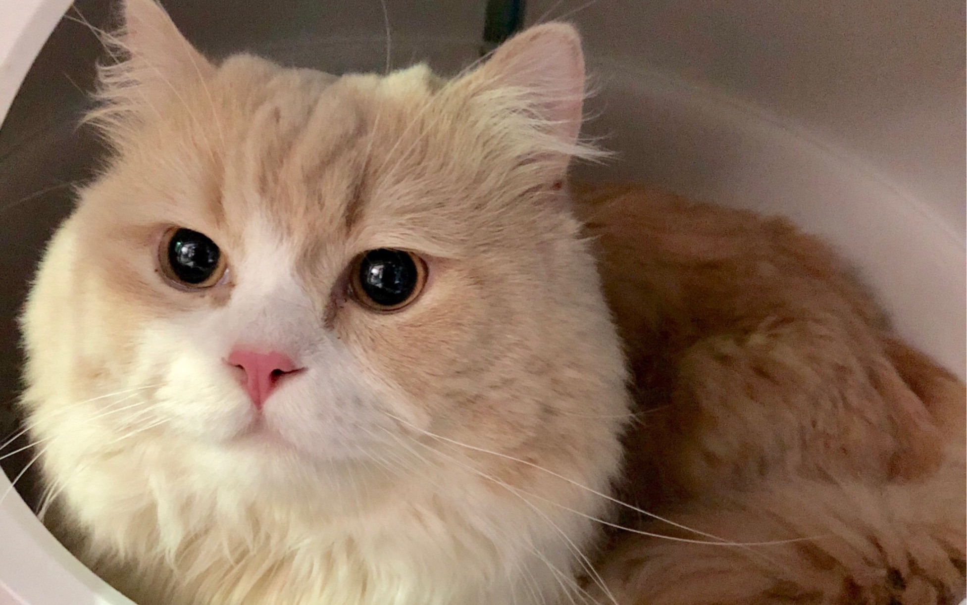 矮脚猫第一次面基