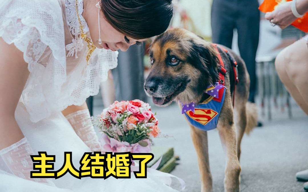 [图]当主人结婚时，狗狗会有什么反应？