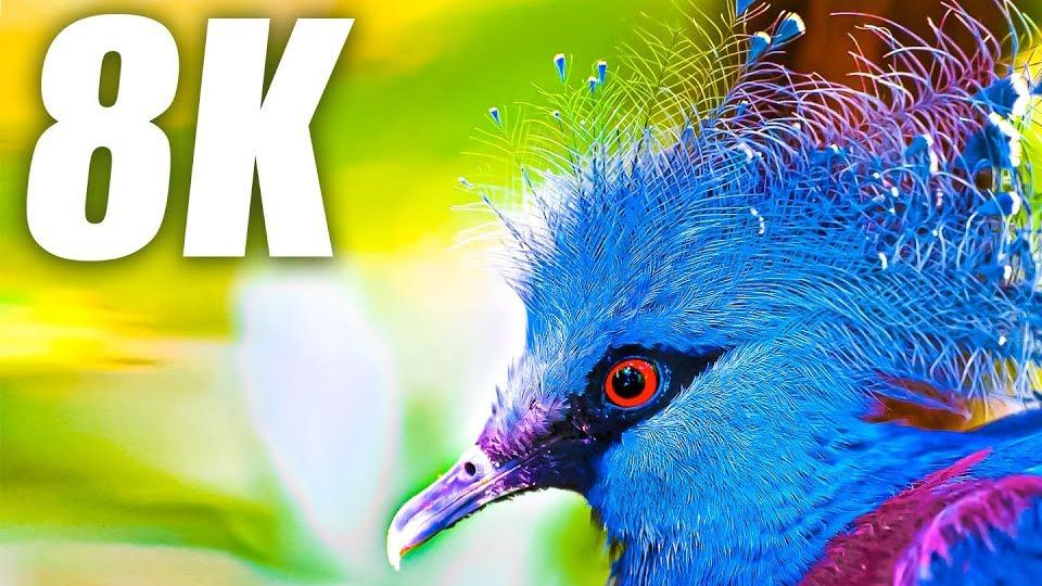 [图]8K HDR 60FPS 超高清独家鸟类系列 Exclusive Birds Collection in 8K HDR 60FPS ULTRA HD