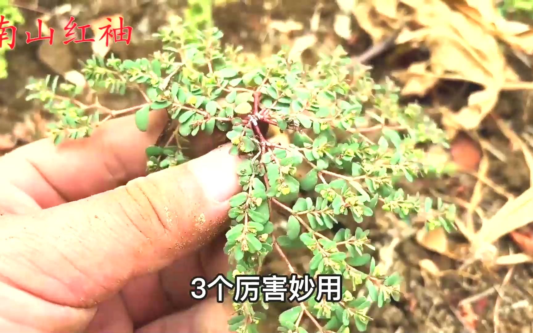 [图]农村非常神奇的一种小草，地锦草，又名“奶浆草”煮水好处多