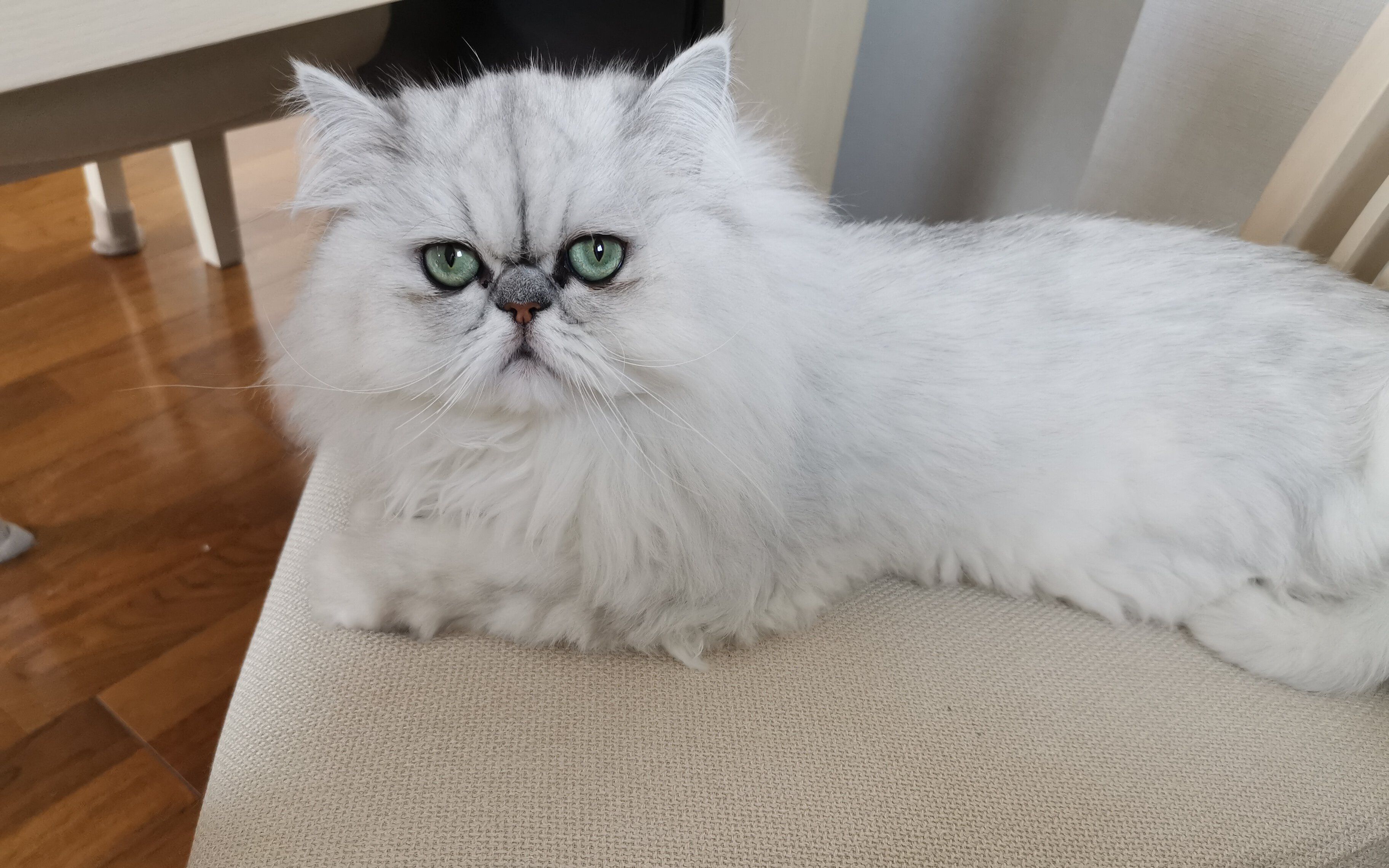 猫中贵族金吉拉,有了它,生活又多了一份高贵