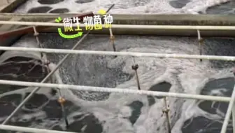 #上热门 污水排放超标烦恼的原因有哪些？#溶解氧 #污水排放#厌氧#好氧菌