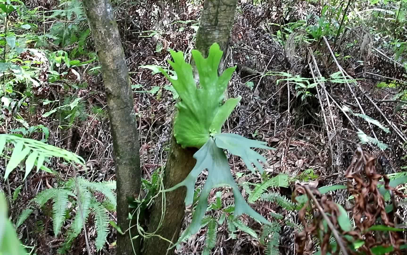 广东南部原生态栽培的瓦氏鹿角蕨