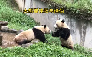 Download Video: 大熊猫佳阳与佳佰是一对双生子，妈妈是野生大熊猫汪佳，姐姐有妍惠、南小月；哥哥有冰成。也不知道这兄弟俩的爸爸是谁，感觉黑眼圈偏细长。