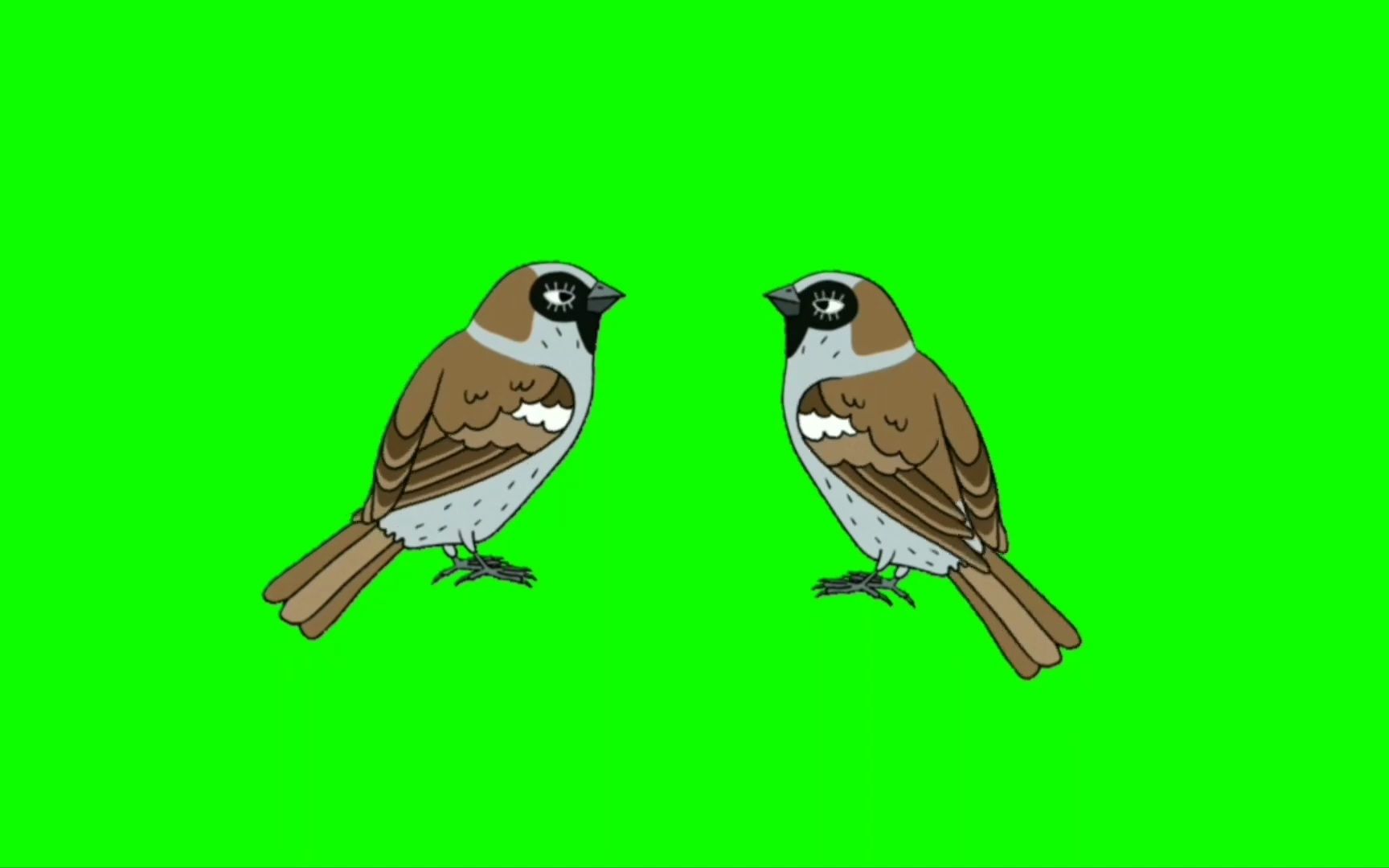 绿幕视频素材麻雀_哔哩哔哩_bilibili